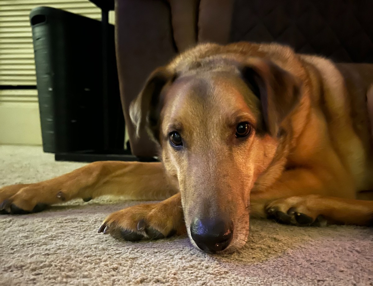 Debunking Myths: The Joys and Realities of Rescuing an Older&nbsp;Dog